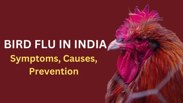 Bird Flu in India Symptoms, Causes, Prevention